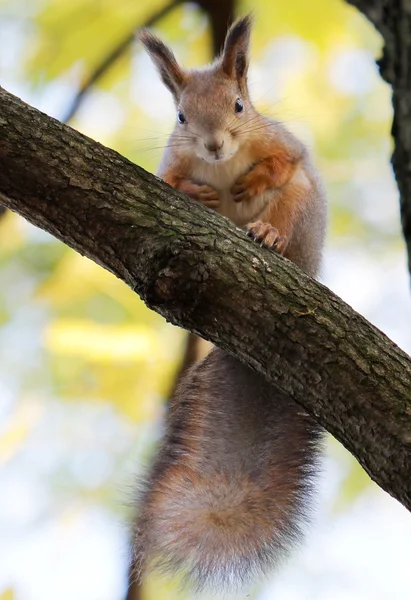 Écureuil sur un arbre — Photo