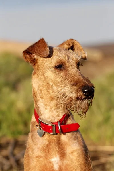 The Irish terrier on walk — Stock Photo, Image