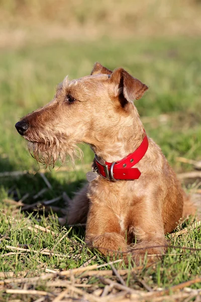 The Irish terrier on walk — Stock Photo, Image