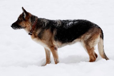 Köpek çoban köpeği yürüyüşe kışın