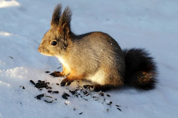 https://st3.depositphotos.com/1006602/13453/i/450/depositphotos_134536184-stock-photo-squirrel-on-to-snow-in.jpg