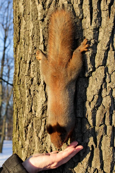 Écureuil sur un arbre — Photo