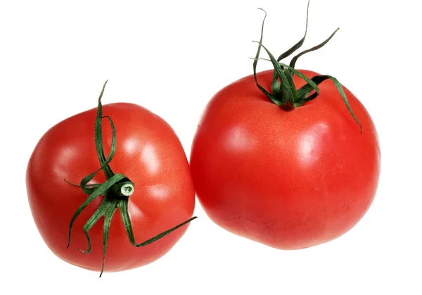 Tomatoes on a white background — Stock Photo, Image