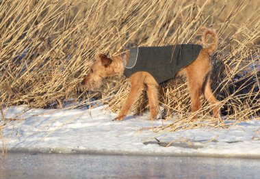 Belgili tanımlık İrlandalı korkunç bir yolda köpek