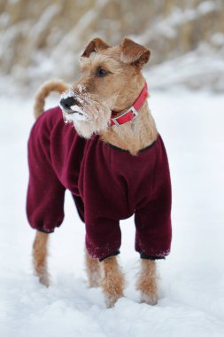 Değil belgili tanımlık İrlandalı korkunç köpek yürümek