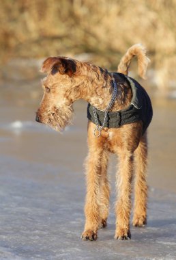 Belgili tanımlık İrlandalı korkunç bir yolda köpek