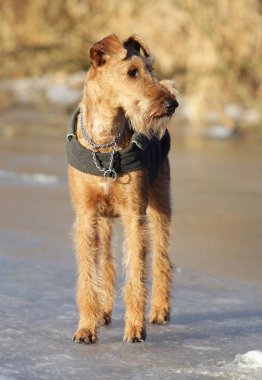 Belgili tanımlık İrlandalı korkunç bir yolda köpek