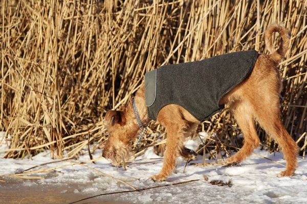 Dog the Irish terrier on a walk — Stock Photo, Image
