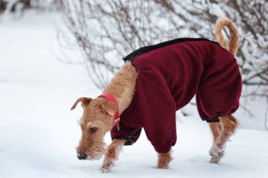 Değil belgili tanımlık İrlandalı korkunç köpek yürümek