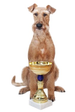 Beyaz bir arka plan üzerinde belgili tanımlık İrlandalı korkunç köpek