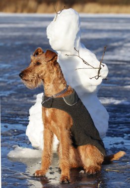 Belgili tanımlık İrlandalı korkunç bir yolda köpek
