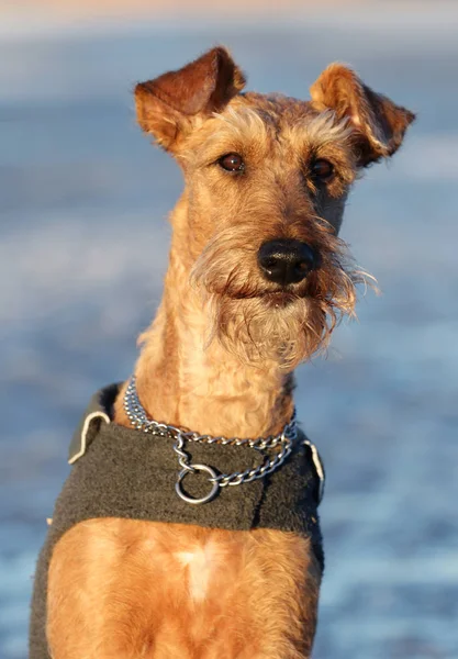 Dog the Irish terrier on a walk — Stock Photo, Image