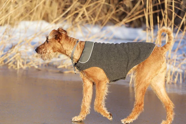 Chien le terrier irlandais en promenade — Photo