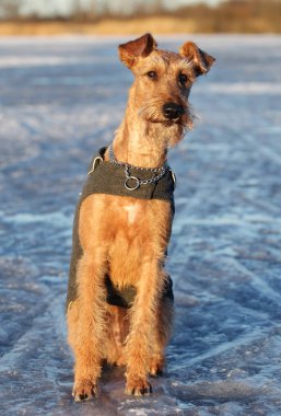 Belgili tanımlık İrlandalı korkunç bir yolda köpek