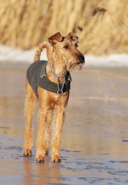 Belgili tanımlık İrlandalı korkunç bir yolda köpek