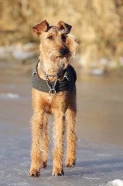 Belgili tanımlık İrlandalı korkunç bir yolda köpek