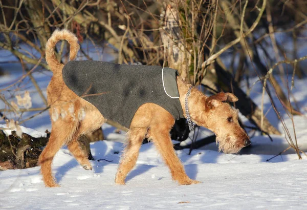 Chien le terrier irlandais en promenade — Photo