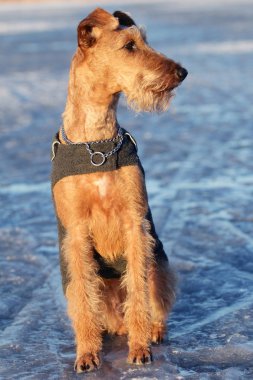Belgili tanımlık İrlandalı korkunç bir yolda köpek