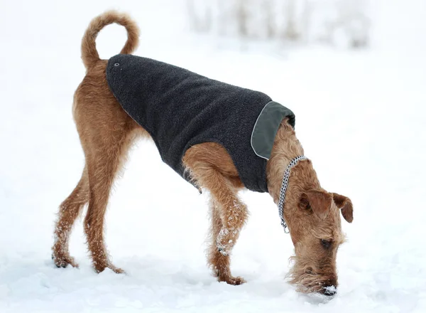 Chien le terrier irlandais en promenade — Photo