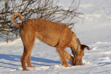 Belgili tanımlık İrlandalı korkunç bir yolda köpek