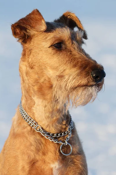 Dog the Irish terrier on a walk — Stock Photo, Image