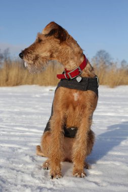 Kar üstünde-e doğru belgili tanımlık İrlandalı korkunç köpek
