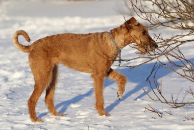 Belgili tanımlık İrlandalı korkunç bir yolda köpek