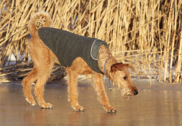 Chien le terrier irlandais en promenade — Photo