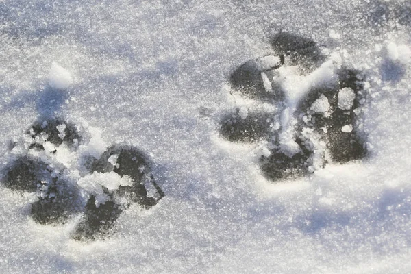 Pista per cani sulla neve — Foto Stock