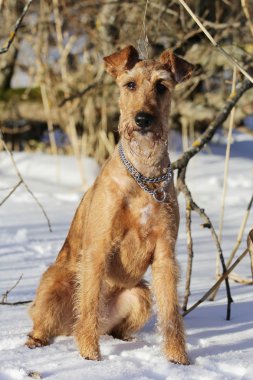 Belgili tanımlık İrlandalı korkunç kış yürüyüşe mevcuttur