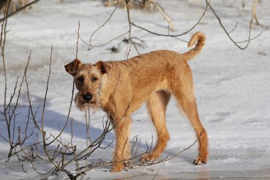 Belgili tanımlık İrlandalı korkunç bir yolda kışın köpek