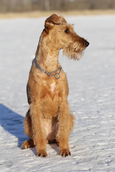 Le terrier irlandais est en hiver en promenade — Photo