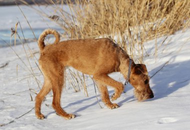 Köpek belgili tanımlık İrlandalı korkunç bir kanepede yatıyor