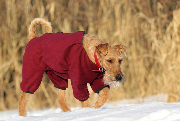 Terrier irlandais en promenade — Photo