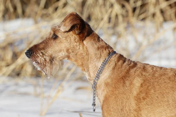 Le terrier irlandais est en hiver en promenade — Photo