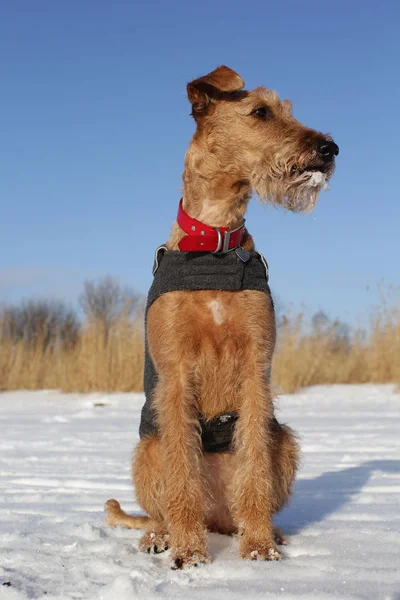 Dog the Irish terrier on to snow — Stock Photo, Image