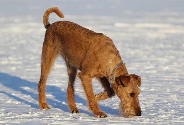 Chien le terrier irlandais en promenade — Photo