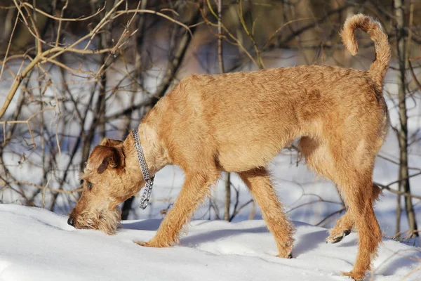 Le terrier irlandais est en hiver en promenade — Photo