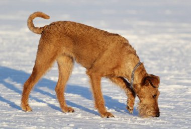 Belgili tanımlık İrlandalı korkunç bir yolda köpek