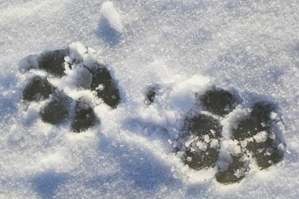 Pista per cani sulla neve — Foto Stock