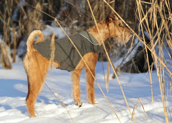 Chien le terrier irlandais en promenade — Photo