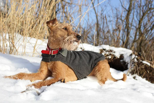 Chien le terrier irlandais sur la neige — Photo