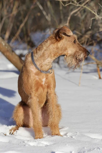 Le terrier irlandais est en hiver en promenade — Photo