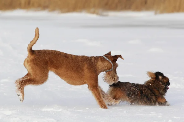 Chiens le terrier irlandais et pékinois en hiver sur une promenade — Photo