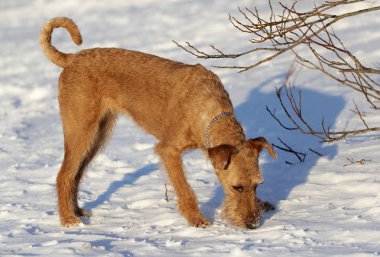 Belgili tanımlık İrlandalı korkunç bir yolda köpek