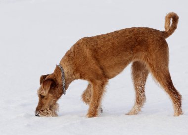Yürüyüşe kışın İrlandalı terrier köpek
