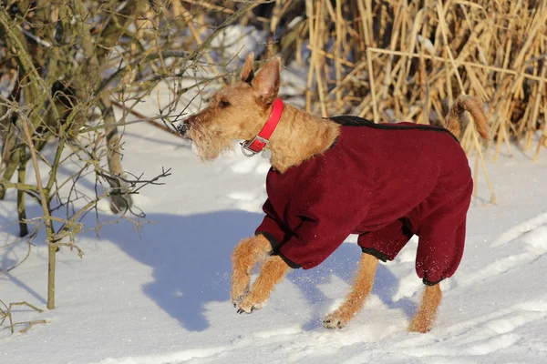 Terrier irlandais en promenade — Photo