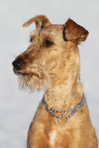 The Irish terrier is in winter on a walk — Stock Photo, Image