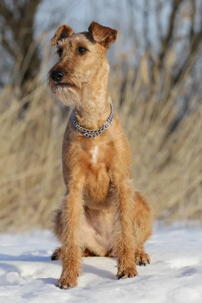 Dog the Irish terrier lies on a sofa — Stock Photo, Image