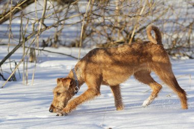 Belgili tanımlık İrlandalı korkunç kış yürüyüşe mevcuttur